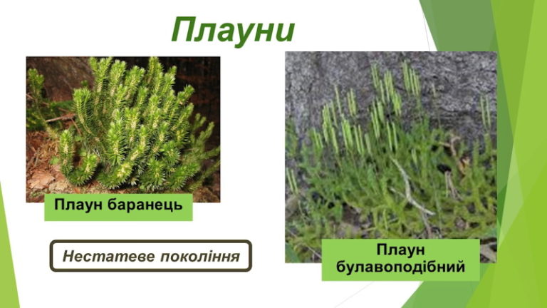 Хвощі, плауни. Відеоурок. Біологія. 6 клас.