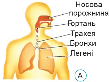 Будова дихальної системи людини. носова порожнина, гортань, трахея, бронхи, легені