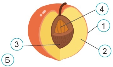 Будова плоду абрикосу