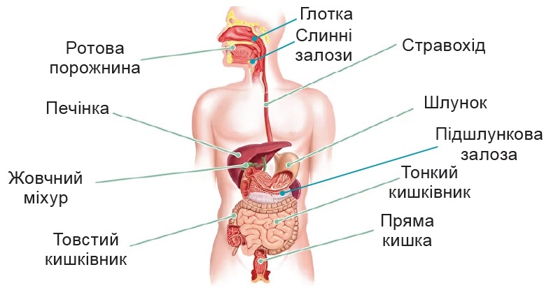 Будова травної системи людини. ротова порожнина, глотка, стравохід, шлунок, підшлункова, кишківник, кишка, печінка, жовчний