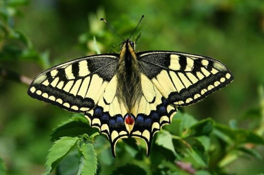 Денний метелик махаон