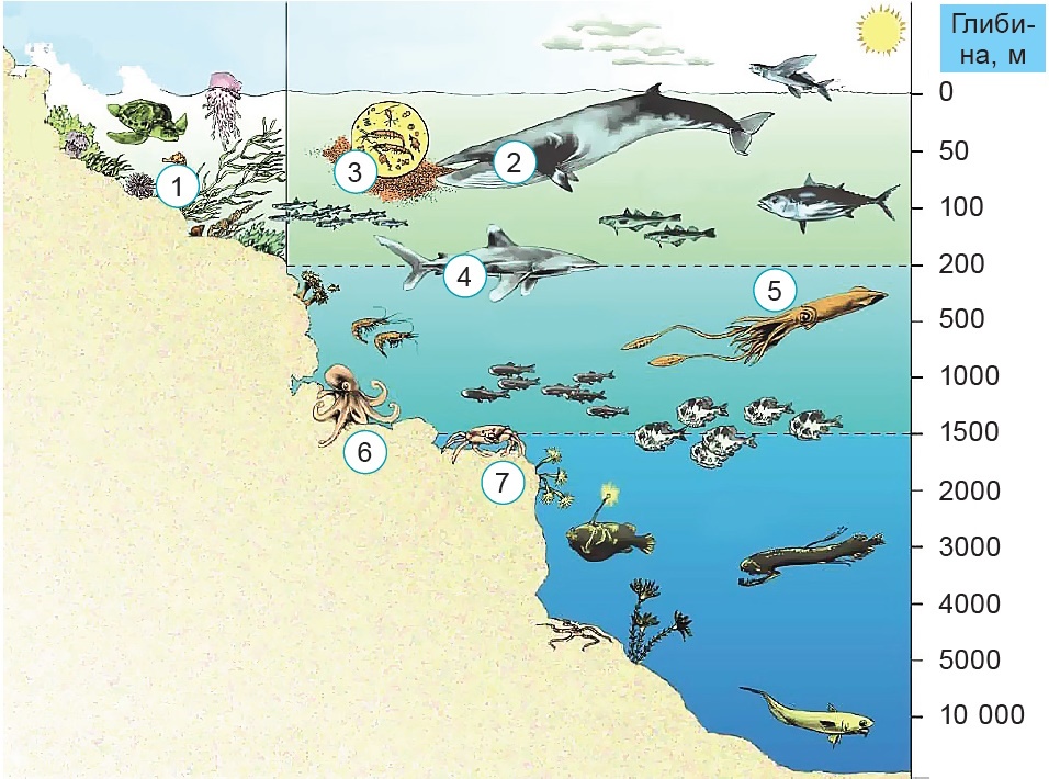 Екосистема океану