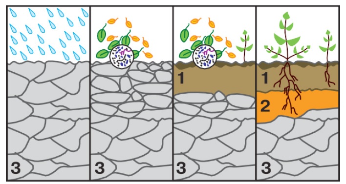 Етапи формування ґрунту