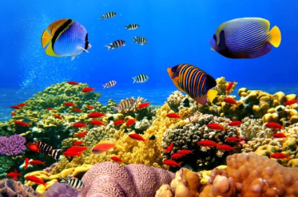 Рифоутворювальні коралові поліпи