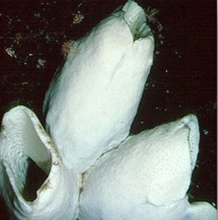 Морська губка аноксикалікс - тварина-довгожитель