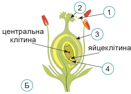 Процес запліднення у квіткових рослин