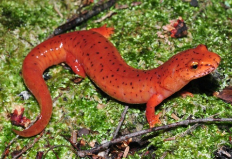 Весняна саламандра червона - мешканець Північної Америки