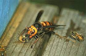 Шершень убиває медоносну бджолу