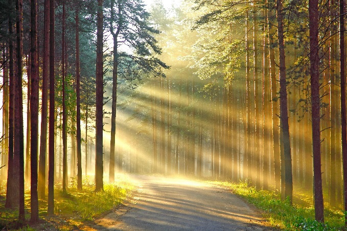 Сонячне світло в сосновому лісі
