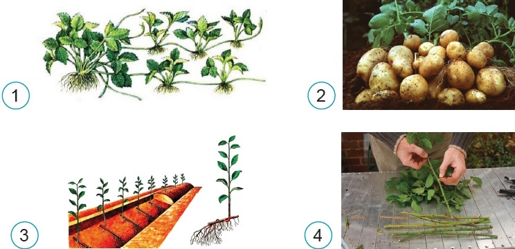 Способи вегетативного розмноження суниці, картоплі, вишні, троянди