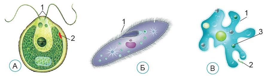 Структури одноклітинних організмів, які забезпечують сприйняття подразників і рух. А. У хламідомонади: 1 - джгутики; 2 - вічко (стигма). Б. В інфузорії-туфельки: 1 - війки. В. В амеби протея: 1 - псевдоподії (несправжні ніжки); 2 - частинка їжі, захоплена за допомогою псевдоподій; 3 - частинка їжі перетравлюється всередині клітини
