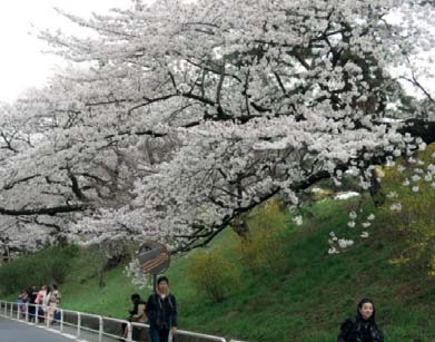 Цвітіння сакури. Токіо (Японія). Сучасне фото