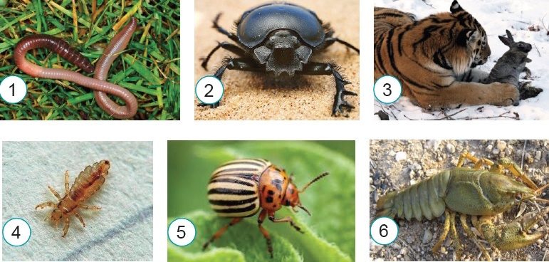 Тварини споживають готові органічні сполуки. 1 - дощовий черв’як; 2 - скарабей священний належить до жуків-гнойовиків; 3 - тигр; 4 - воша людська; 5 - колорадський жук; 6 - річковий рак
