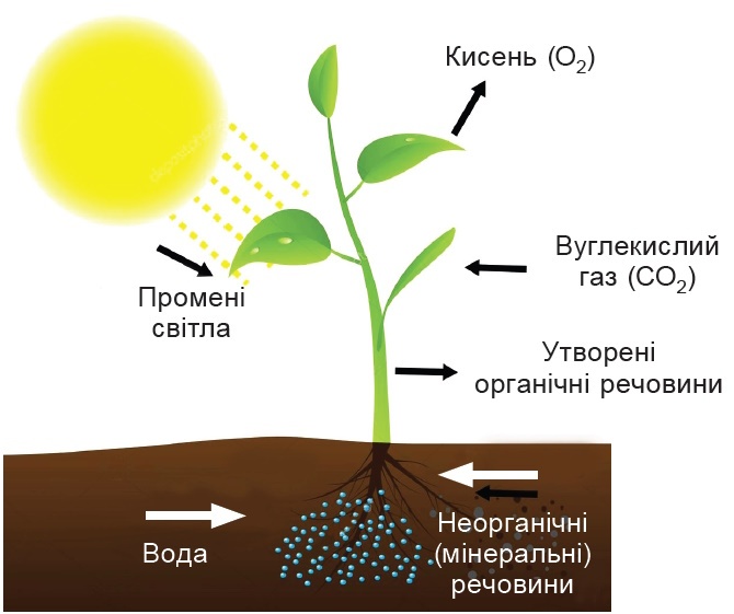 Як живляться рослини