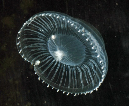 Явище біолюмінесценції у медузи Еквореї вікторії